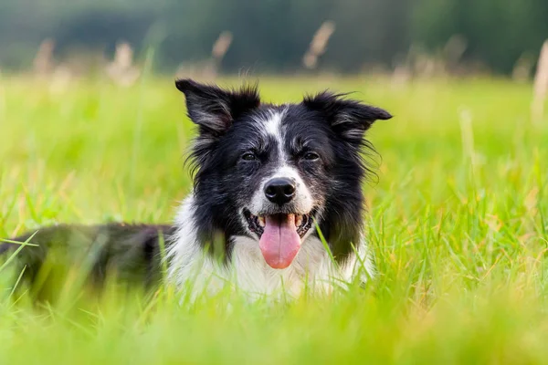 Portrait Une Jolie Border Collie — Photo