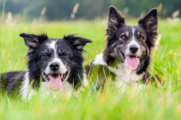 Sevimli Bir Border Collie Bir Portre