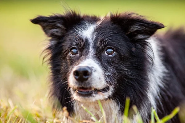 Sevimli Bir Border Collie Bir Portre