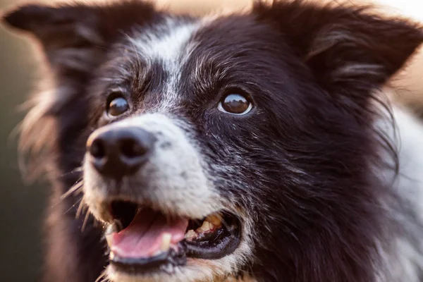 Sevimli Bir Border Collie Bir Portre