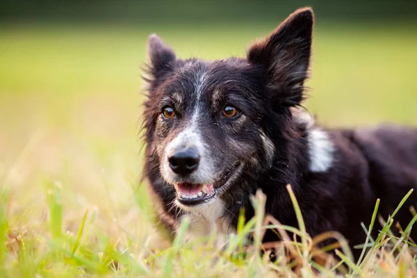Sevimli Bir Border Collie Bir Portre