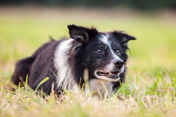 Sevimli Bir Border Collie Bir Portre