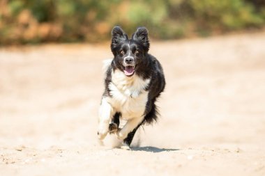 Portait çalışan bir Border Collie köpek