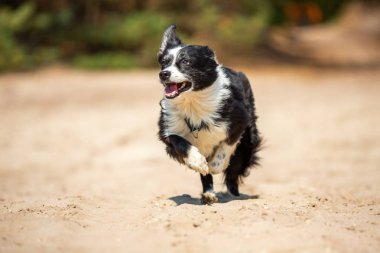 Portait çalışan bir Border Collie köpek