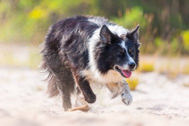 Portait çalışan bir Border Collie köpek