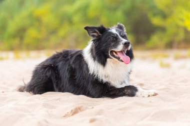 Doğada bir Border Collie köpek Portresi