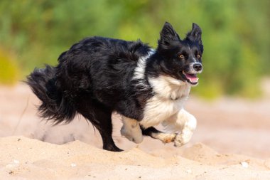 Portait çalışan bir Border Collie köpek