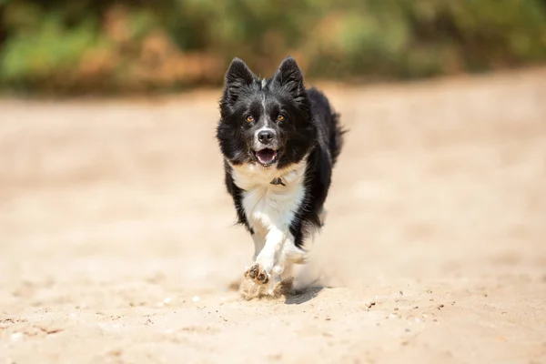 Portrait Chien Border Collie Courant — Photo