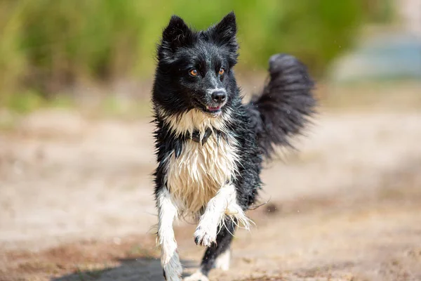 Portait Cão Border Collie Execução — Fotografia de Stock