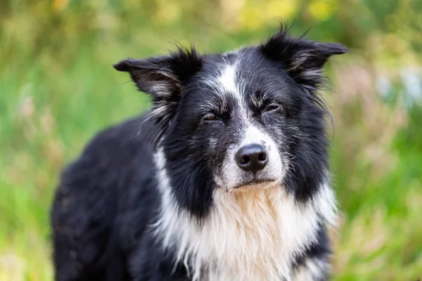 Portrait of a Border Collie dog in nature