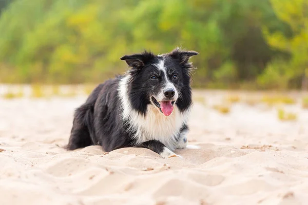 Retrato Cão Border Collie Natureza — Fotografia de Stock