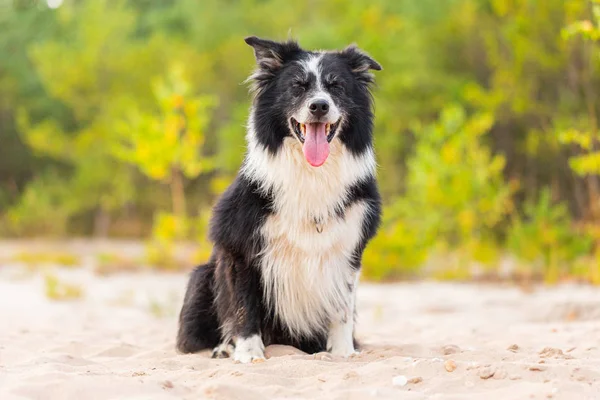 Портрет Собаки Пограничной Колли Природе — стоковое фото