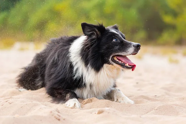 Retrato Cão Border Collie Natureza — Fotografia de Stock