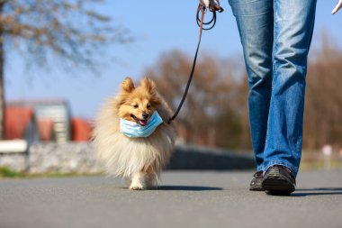 Maskeli bir çoban köpeğiyle yürüyüşe çıkmak.
