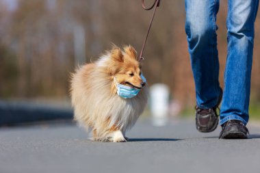 Maskeli bir çoban köpeğiyle yürüyüşe çıkmak.
