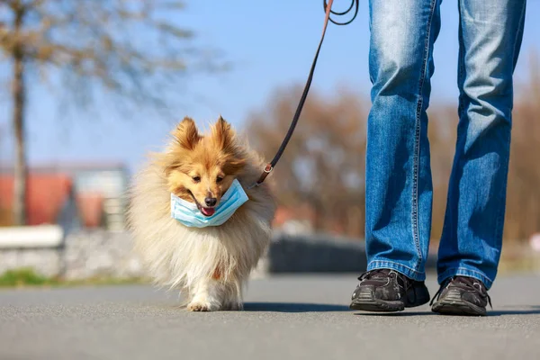 マスクをしたシェトランドの犬と散歩に行くために — ストック写真