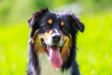 Avustralyalı çoban köpeğinin renkli portresi