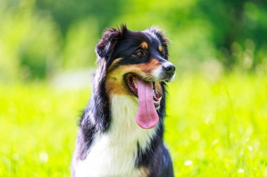 Avustralyalı çoban köpeğinin renkli portresi