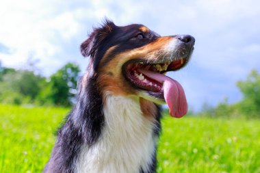 Avustralyalı çoban köpeğinin renkli portresi