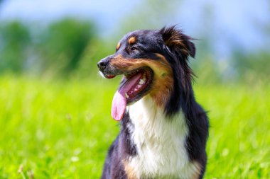 Avustralyalı çoban köpeğinin renkli portresi