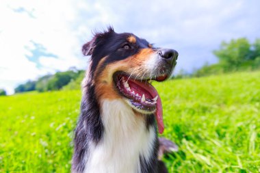 Avustralyalı çoban köpeğinin renkli portresi