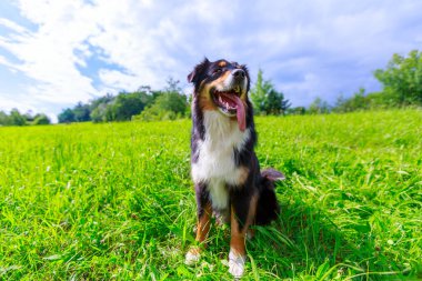 Avustralyalı çoban köpeğinin renkli portresi
