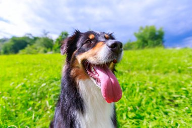Avustralyalı çoban köpeğinin renkli portresi