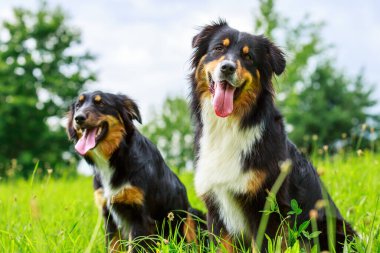 Avustralyalı çoban köpeğinin renkli portresi