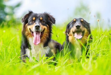 Avustralyalı çoban köpeğinin renkli portresi