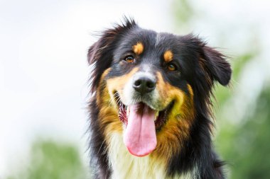 Avustralyalı çoban köpeğinin renkli portresi