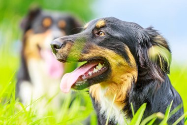 Avustralyalı çoban köpeğinin renkli portresi