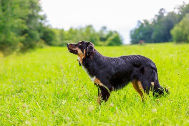 Avustralyalı çoban köpeğinin renkli portresi