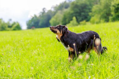 Avustralyalı çoban köpeğinin renkli portresi