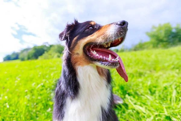 Colorful portrait of an Australian Shepherd dog