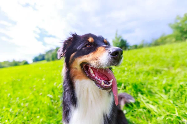 Ritratto Colorato Cane Pastore Australiano — Foto Stock