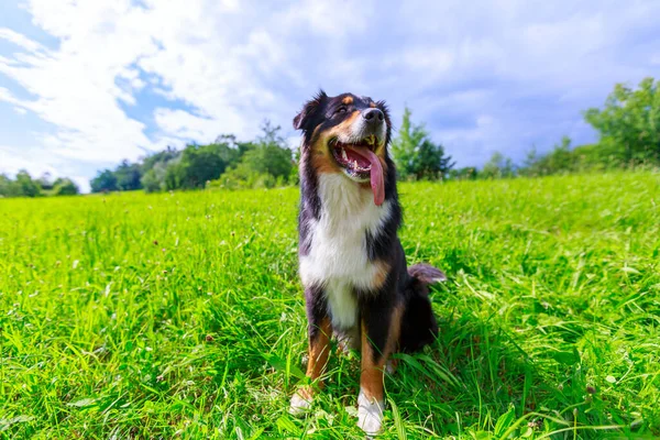 Ritratto Colorato Cane Pastore Australiano — Foto Stock