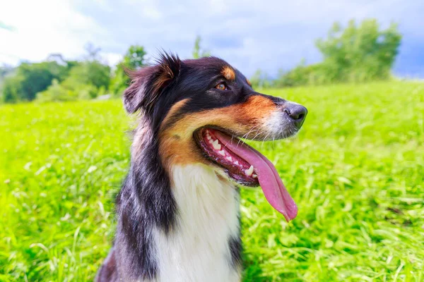 Colorful portrait of an Australian Shepherd dog