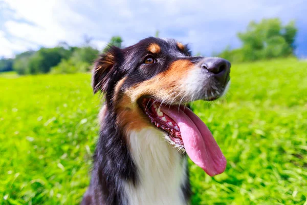 Portrait Coloré Chien Berger Australien — Photo