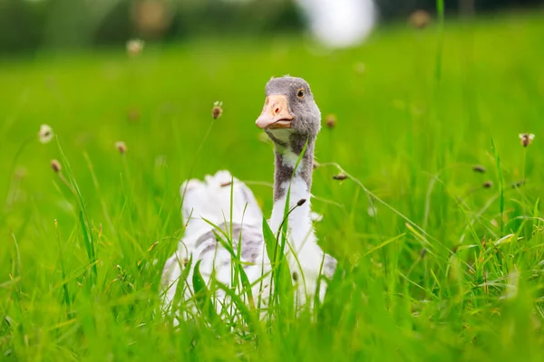 Portrait Une Oie Sur Une Prairie Verte — Photo