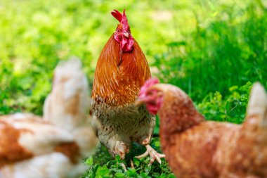 Yeşil çimenlikteki tavuğun portresi