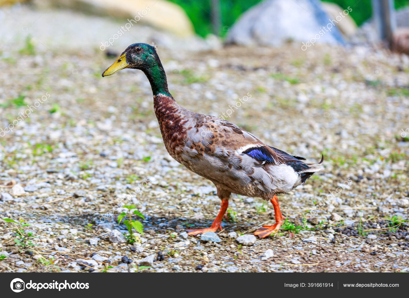 Portrait German Male Duck — Stock Photo © huettenhoelscher #391661914