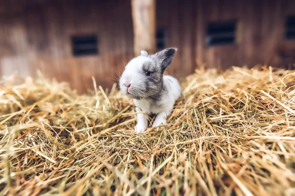 農場におけるウサギの肖像画 — ストック写真
