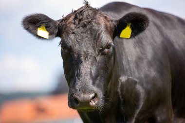 Bir Wagyu ineği yeşil bir çayırda duruyor.