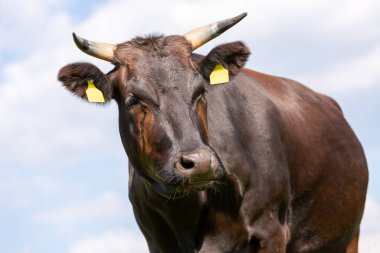 Bir Wagyu ineği yeşil bir çayırda duruyor.