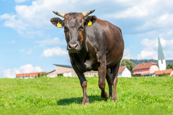 Wagyu Cow Stands Green Meadow — Stock Photo, Image