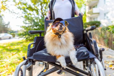 Tekerlekli sandalyedeki yaşlı bir kadın, sevimli bir köpeği gezdiriyor.