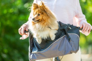 Bisiklet sepetinden çıkan köpek çok şirin görünüyor.