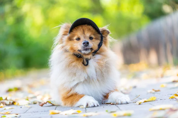 Primo Piano Simpatico Shetland Sheepdog Con Cappy Nero — Foto Stock