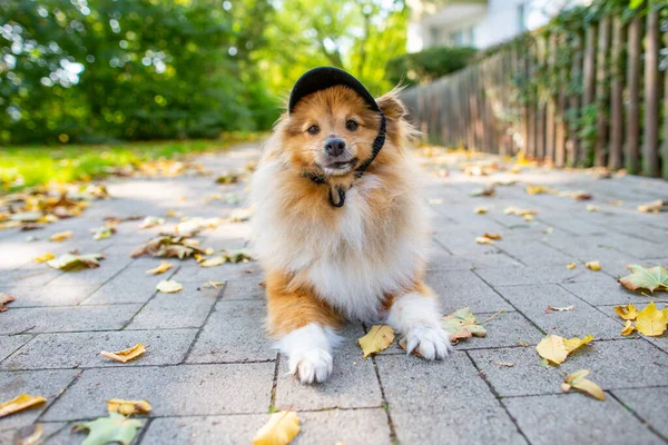 Primo Piano Simpatico Shetland Sheepdog Con Cappy Nero — Foto Stock