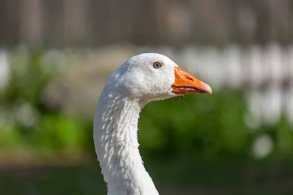 Porträt Einer Gans Auf Einem Bauernhof — Stockfoto